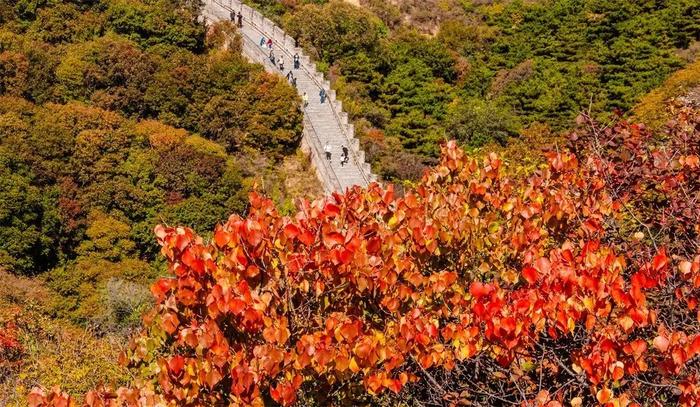 北京红叶上线！石景山这里将进入最佳观赏期