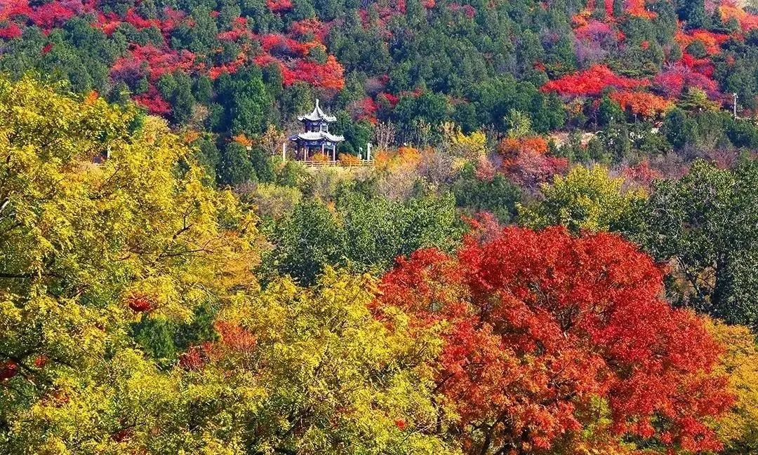 北京红叶上线！石景山这里将进入最佳观赏期