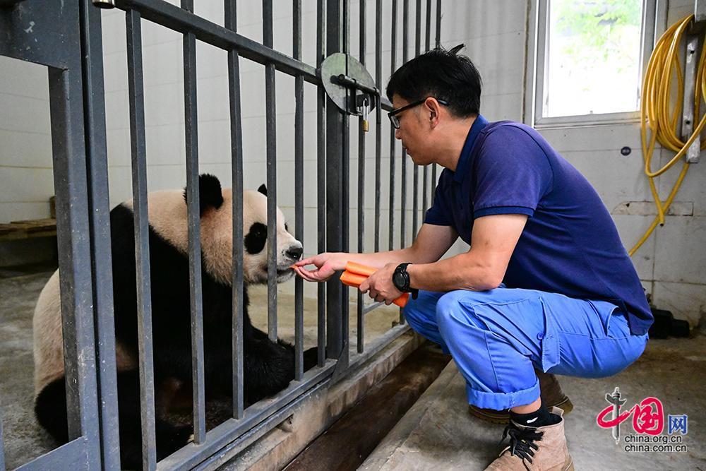 新一对中央赠港大熊猫“安安”“可可”顺利抵港