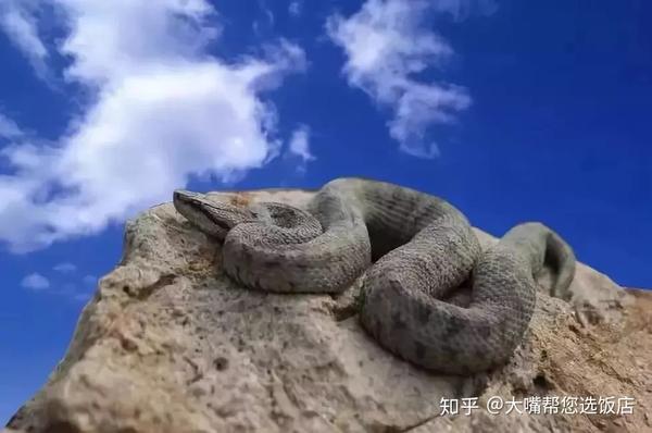 文化中国行-辽宁大连蛇岛—老铁山：“万猛日”背后的变迁