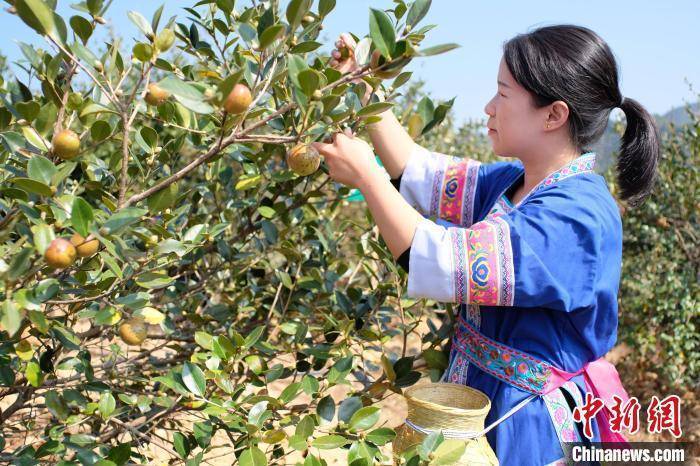 “中国油茶之乡”湖南祁阳做强油茶产业