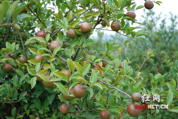 “中国油茶之乡”湖南祁阳做强油茶产业