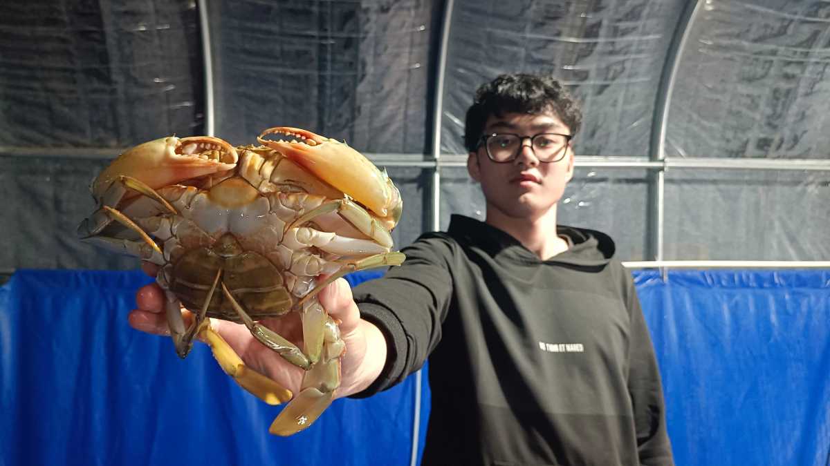 浙江“宁大青蟹”在新疆迎丰收 香港企业家点赞家乡发展