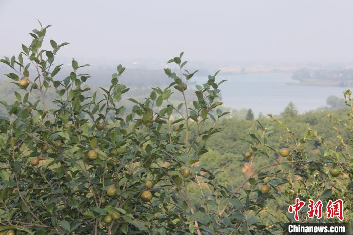 （身边的变化）从一棵油茶到一个产业： 绿了山村，富了村民