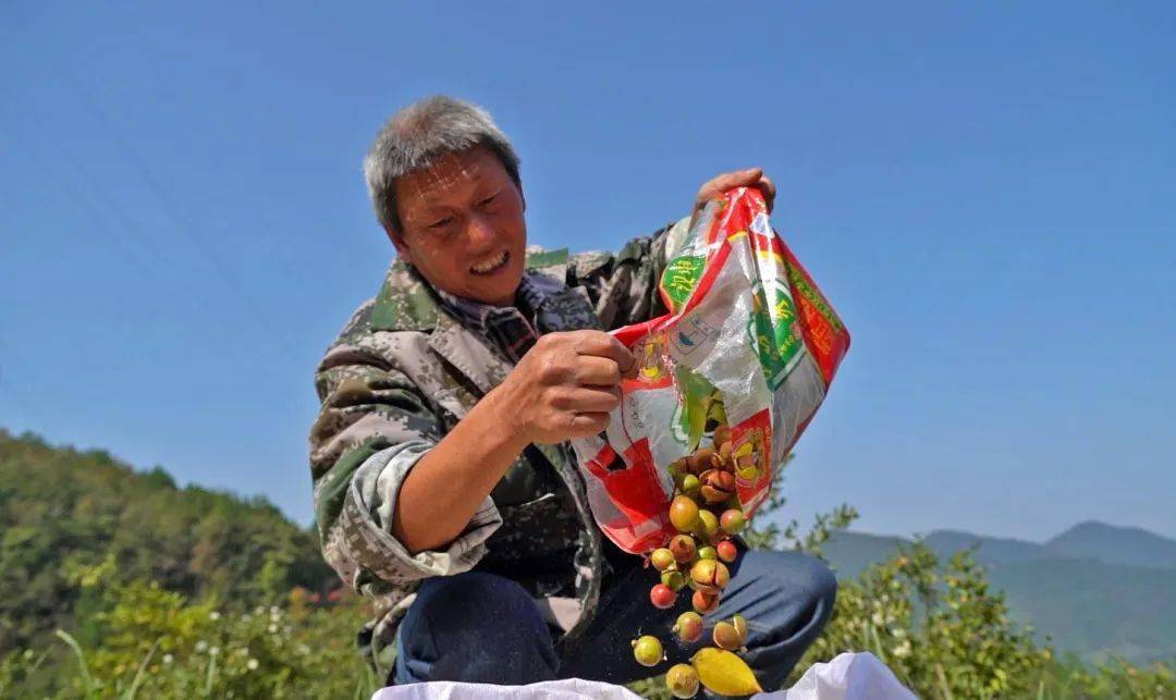 （身边的变化）从一棵油茶到一个产业： 绿了山村，富了村民