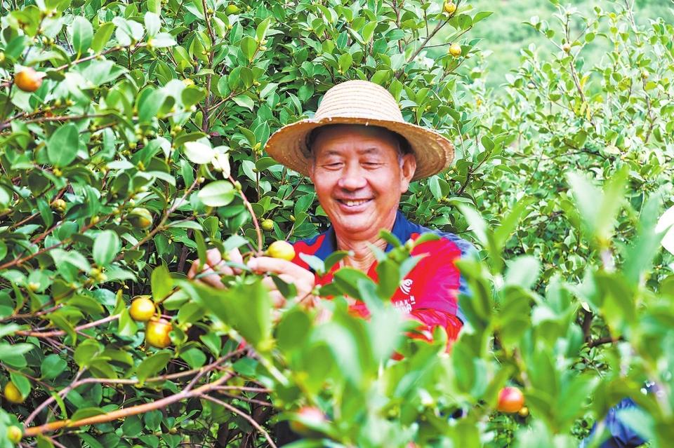 （身边的变化）从一棵油茶到一个产业： 绿了山村，富了村民