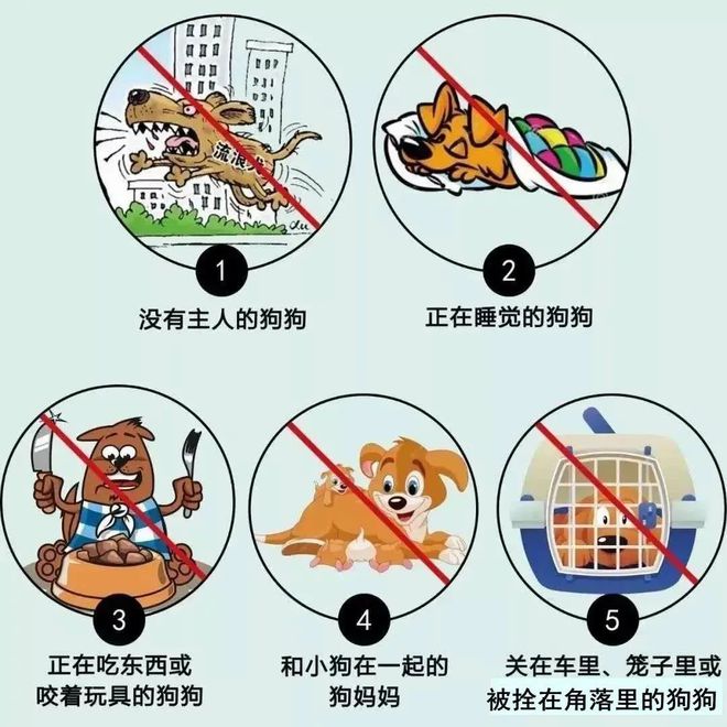 预防狂犬病，别被狗咬就够了吗 - 世界狂犬病日