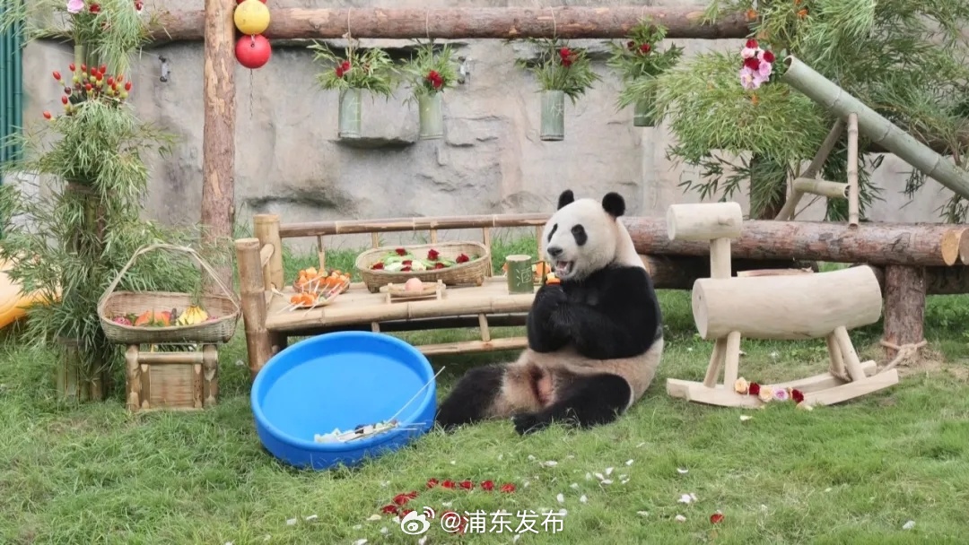 上海野生动物园三只大熊猫集体过生日