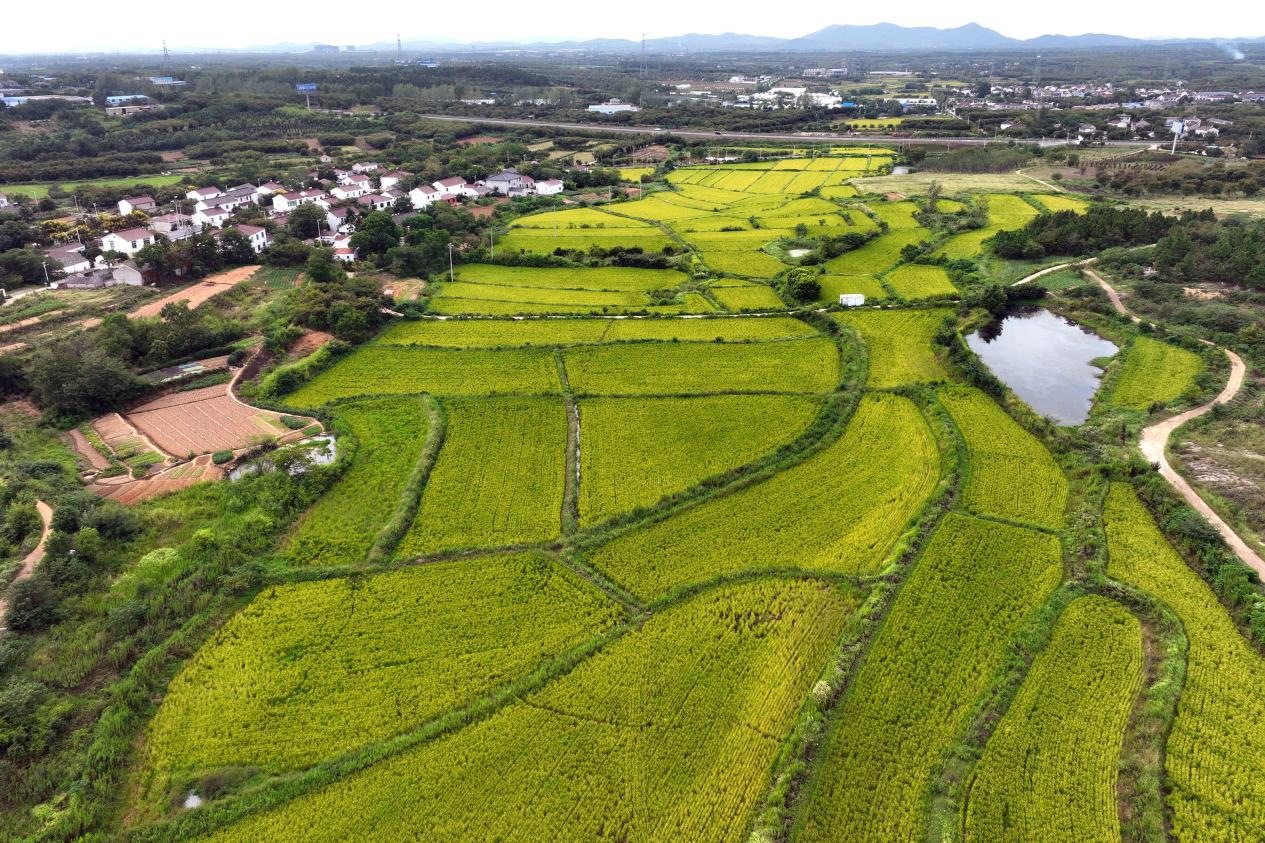 保险“金”路子 润泽乡村沃野 保险“金”路子 润泽乡村沃野