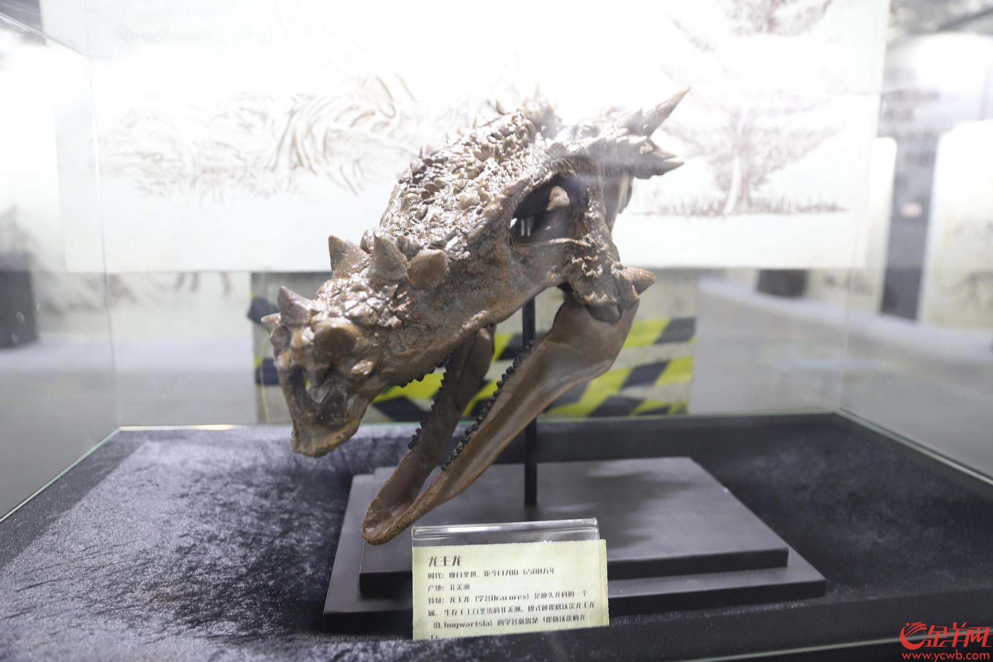 近百件珍贵恐龙展品亮相羊城 打造大湾区“恐龙之家”