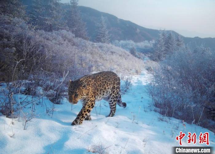 六盘山区华北豹种群成功扩展栖息地 生态保护成效显著引发关注