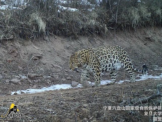 六盘山区华北豹种群成功扩展栖息地 生态保护成效显著引发关注