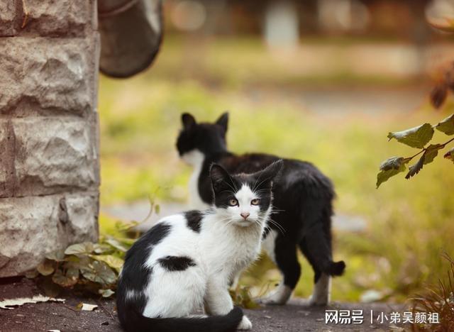 奶牛猫也有烦恼？揭秘这些猫咪的独特性格与健康小秘密