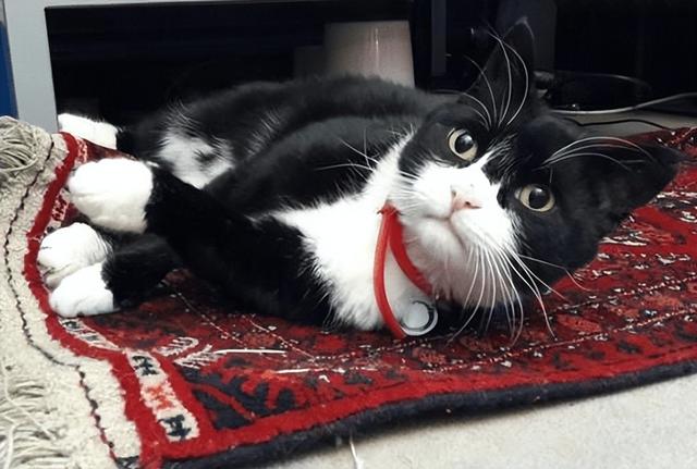 奶牛猫也有烦恼？揭秘这些猫咪的独特性格与健康小秘密