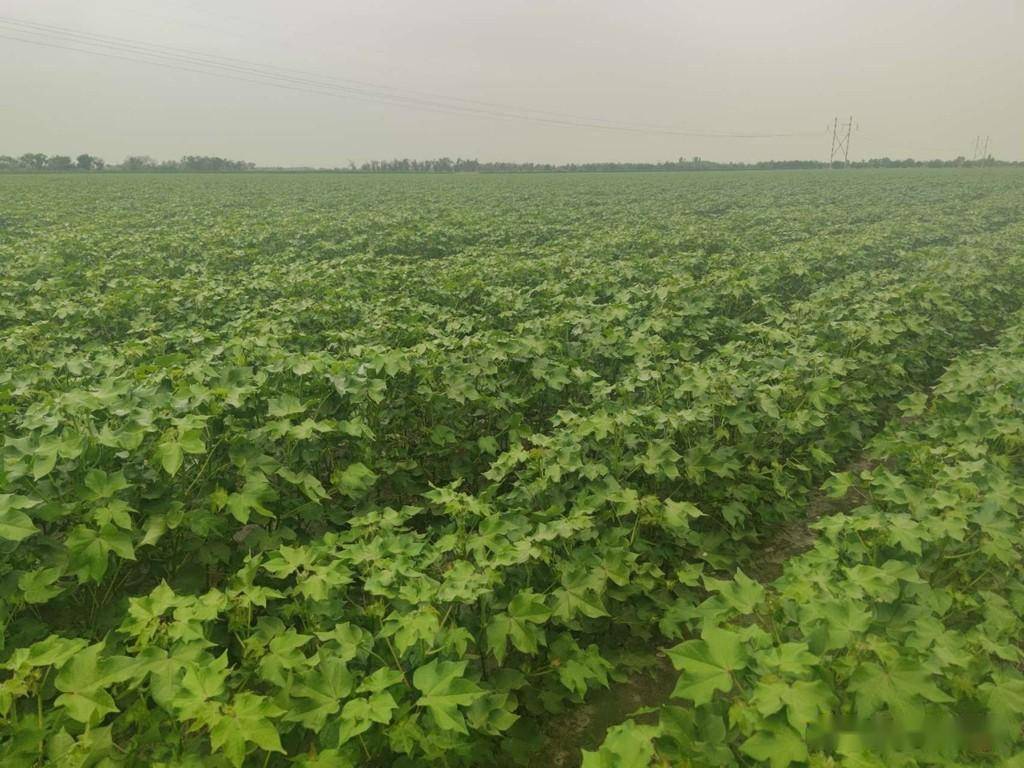 探索现代化种植理念 深入改革万亩棉田管理新模式