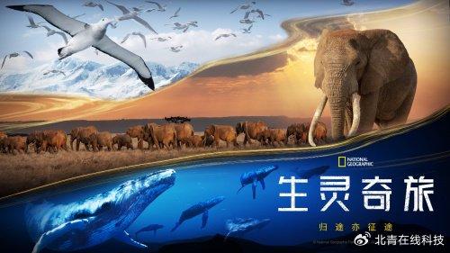 探索生命的奥秘与奇迹 万物生灵第五季全新启程带你领略自然之美