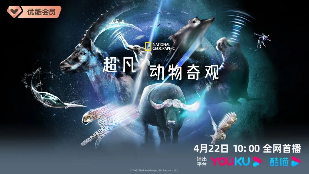 探索生命的奥秘与奇迹 万物生灵第五季全新启程带你领略自然之美