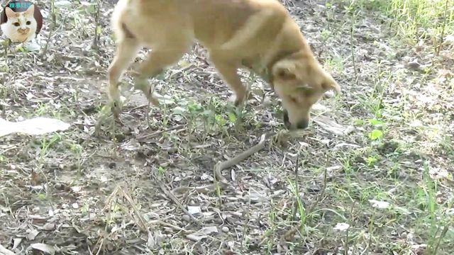 中华田园犬勇斗两米长毒蛇英勇保护110的感人瞬间大揭密