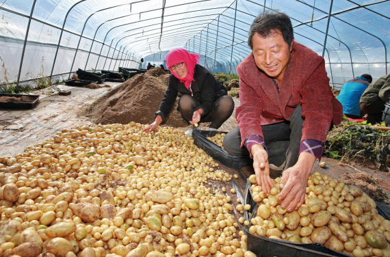 山西左云马铃薯丰收季节助力乡村振兴 打响金豆豆致富新篇章