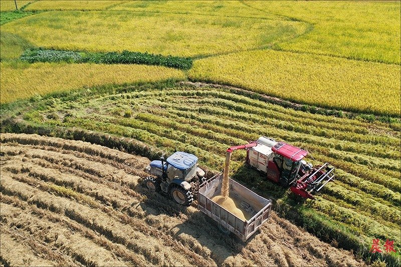 江西南昌迎来丰收季节 秋风送来稻谷香气 机械化收割助力粮满仓