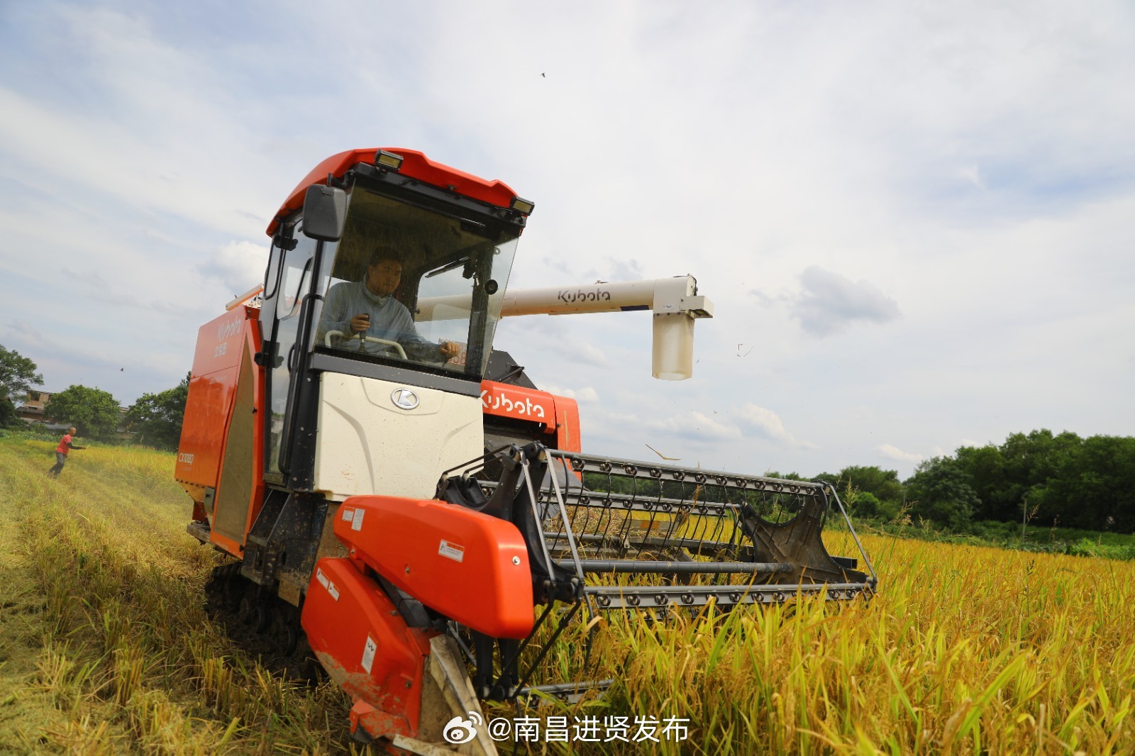 江西南昌迎来丰收季节 秋风送来稻谷香气 机械化收割助力粮满仓