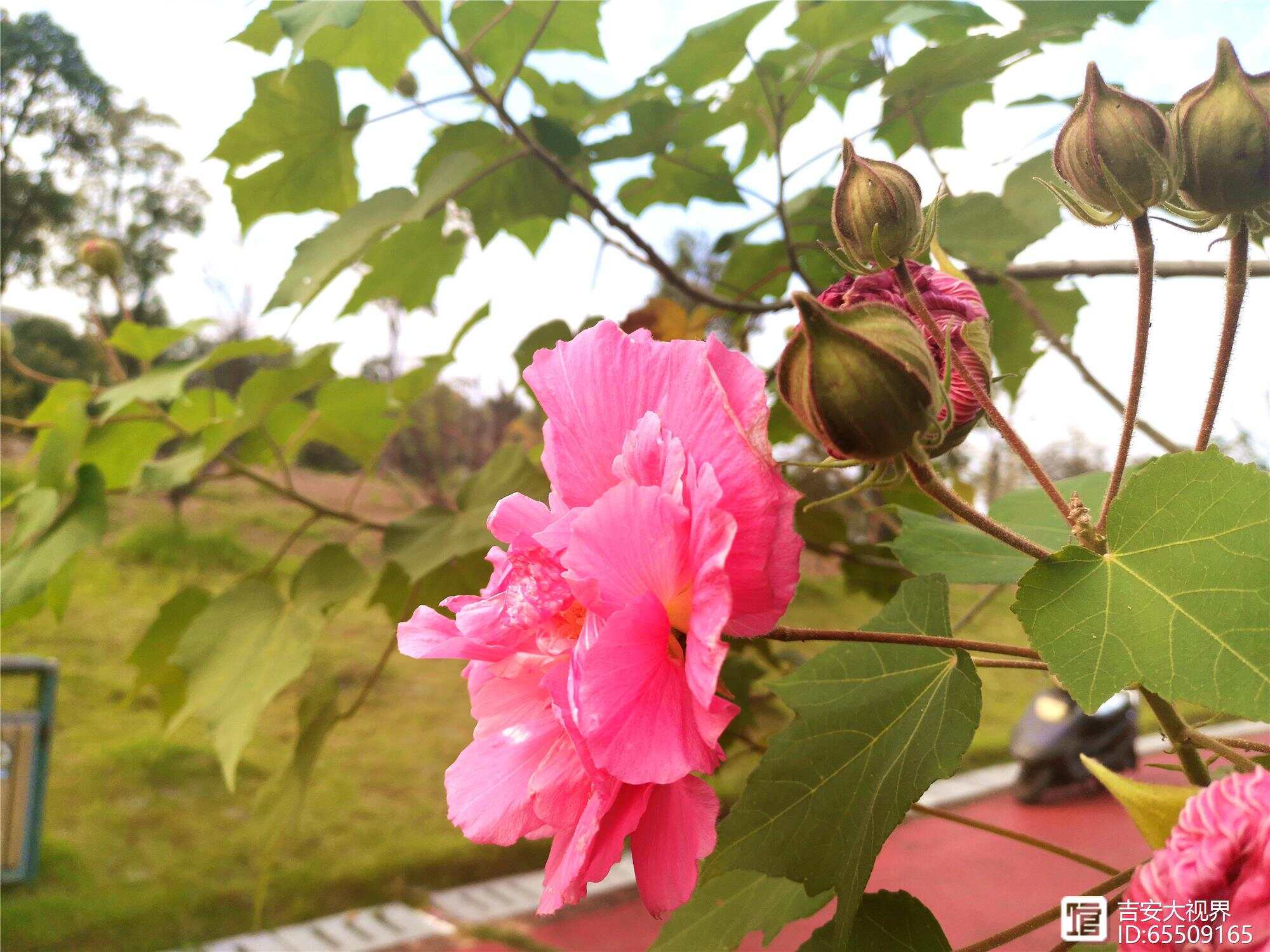 江西赣州的木芙蓉花如云似霞盛情绽放 迎来花海绚烂的季节