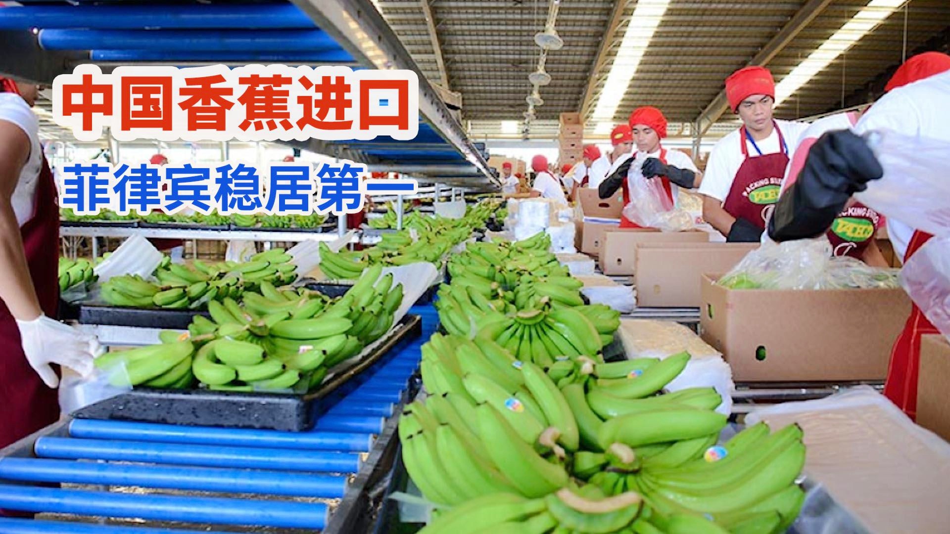 菲律宾香蕉市场面临困境 中国需求减弱影响出口收益亟待应对策略