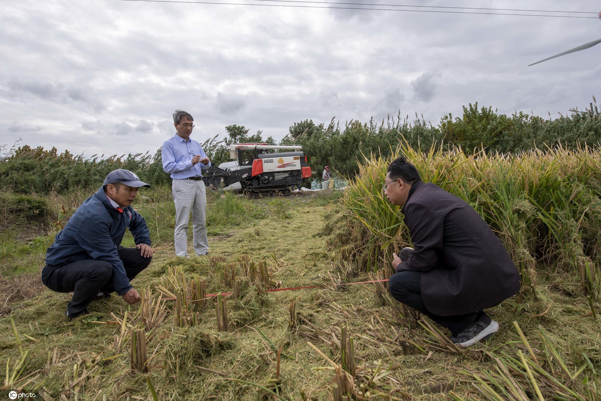 吉林镇赉重度盐碱地成功种植水稻亩产突破千斤创农业新纪录