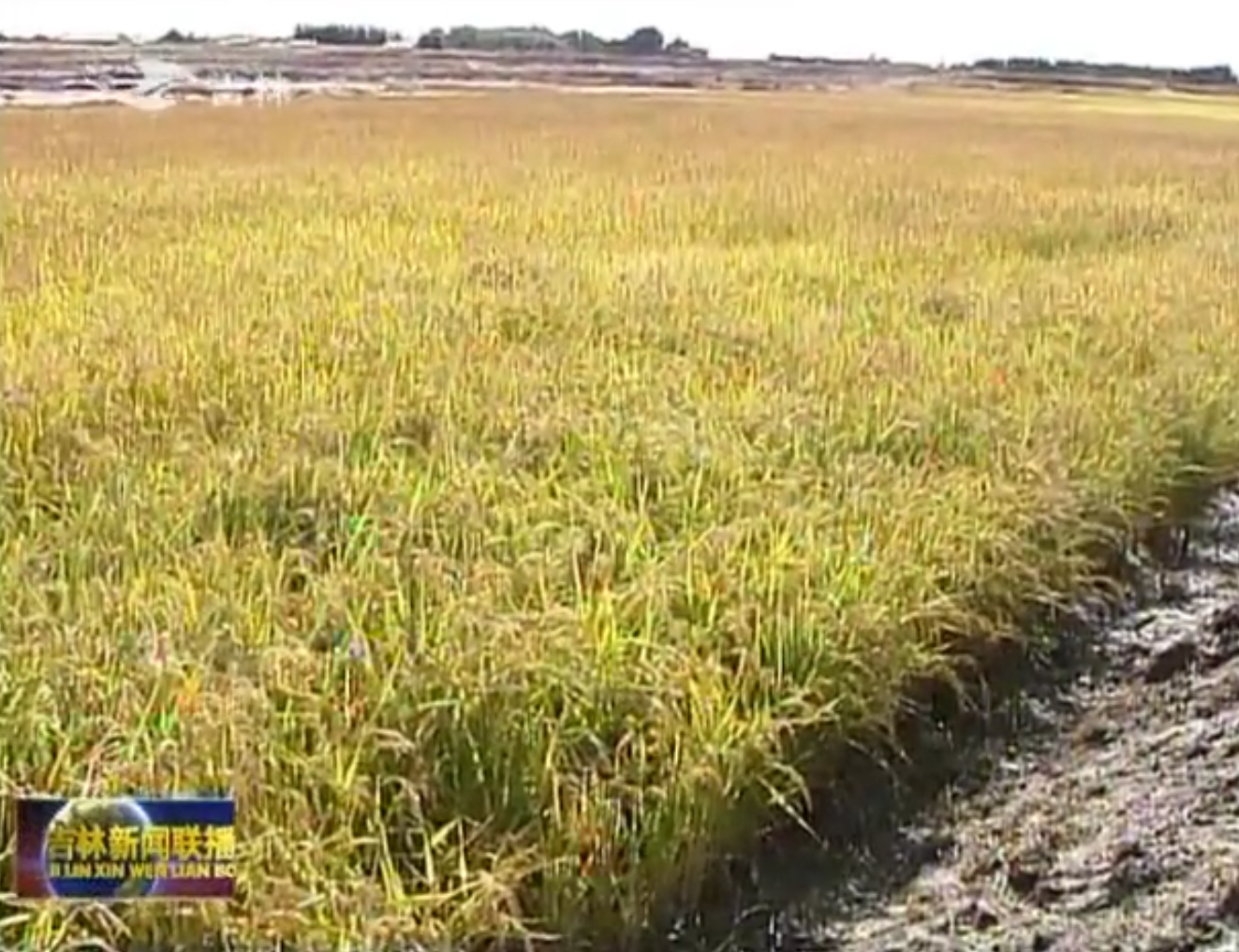 吉林镇赉重度盐碱地成功种植水稻亩产突破千斤创农业新纪录