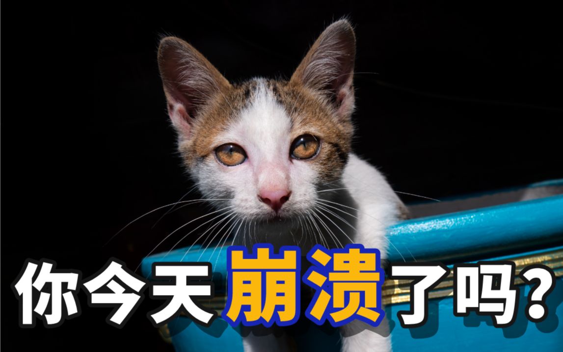 瞬间之间我感受到无力和无助的深渊猫咪的心情让我瞬间崩溃