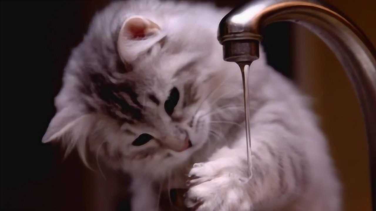 瞬间之间我感受到无力和无助的深渊猫咪的心情让我瞬间崩溃