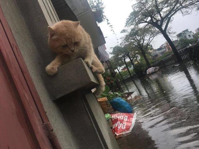 瞬间之间我感受到无力和无助的深渊猫咪的心情让我瞬间崩溃