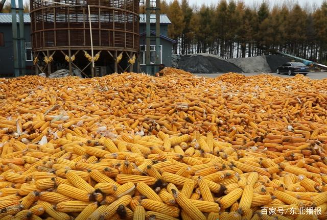 拜泉县新兴鲜食玉米产业助力农民增收致富生活水平提升