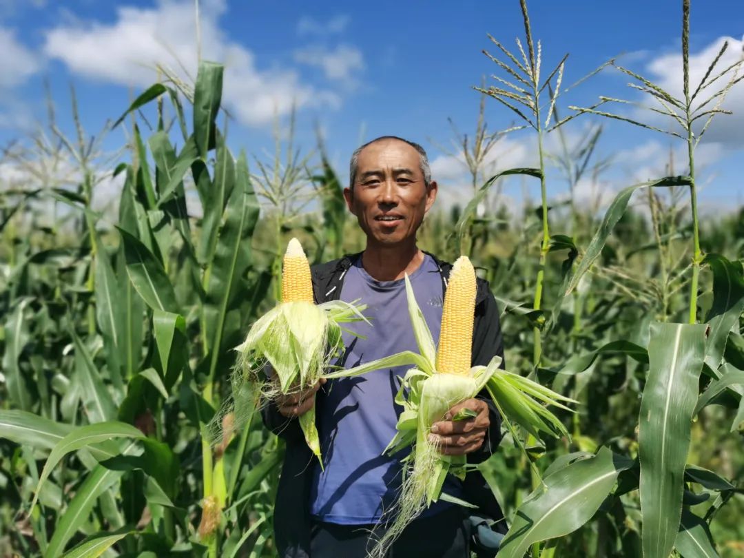 拜泉县新兴鲜食玉米产业助力农民增收致富生活水平提升