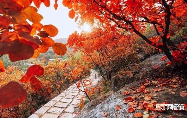 秋日缤纷红叶初绽！香山热门打卡地点最新动态全面揭晓