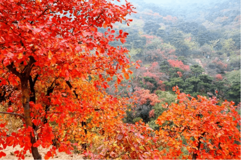 秋日缤纷红叶初绽！香山热门打卡地点最新动态全面揭晓