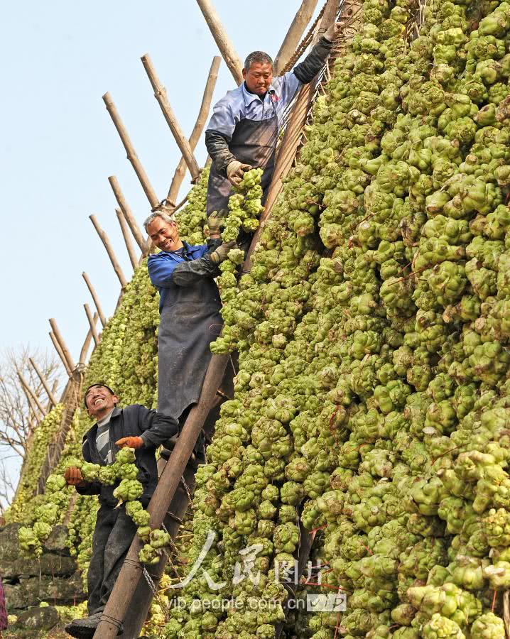 聚焦世界榨菜第一村政协推动农旅融合助力榨菜产业发展与乡村振兴