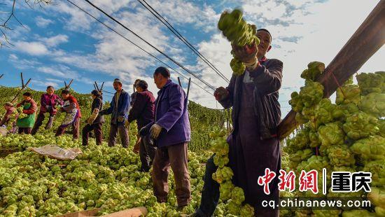 聚焦世界榨菜第一村政协推动农旅融合助力榨菜产业发展与乡村振兴