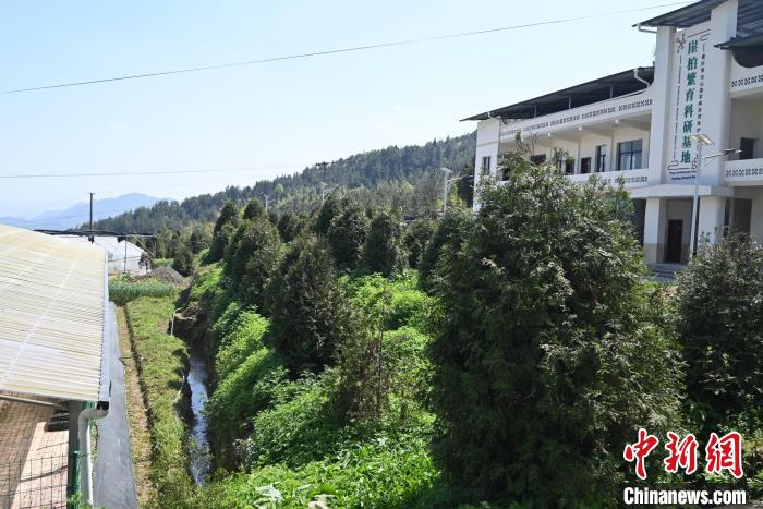 重庆开州打造全国最大崖柏繁育基地 助力生态保护与经济发展双丰收