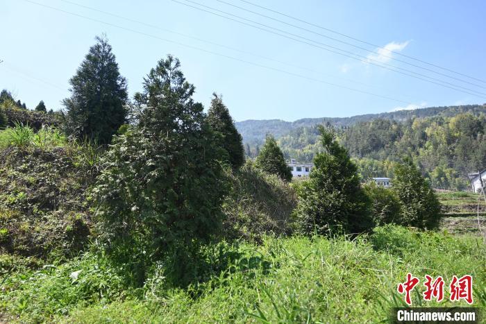重庆开州打造全国最大崖柏繁育基地 助力生态保护与经济发展双丰收