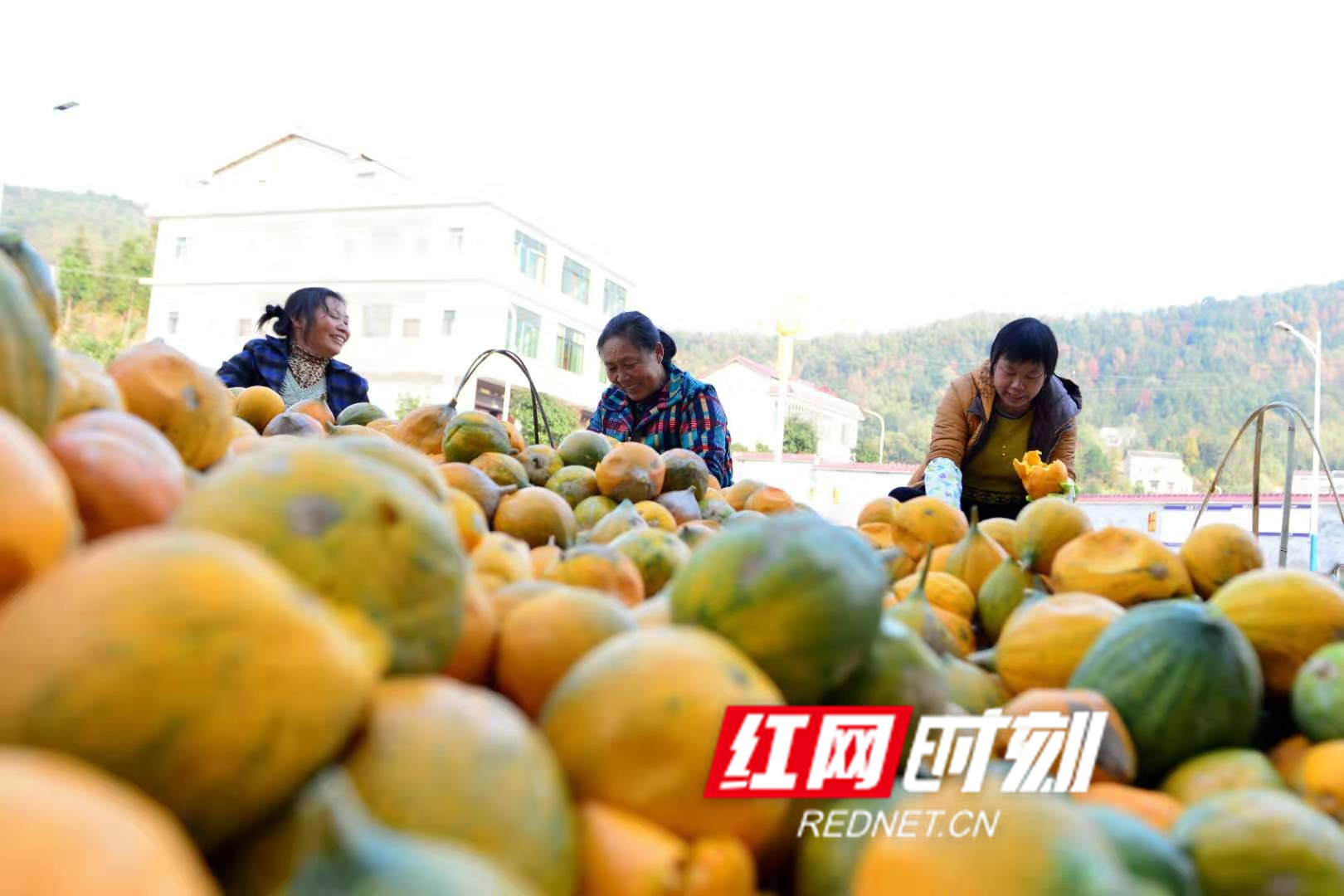 湖南新邵300亩瓜蒌迎来丰收季节 农民喜悦丰收的背后故事揭秘