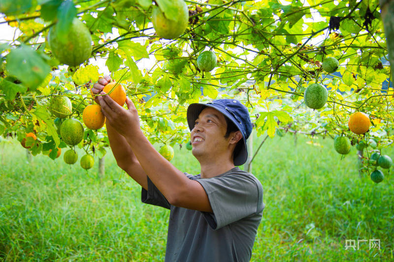 湖南新邵300亩瓜蒌迎来丰收季节 农民喜悦丰收的背后故事揭秘