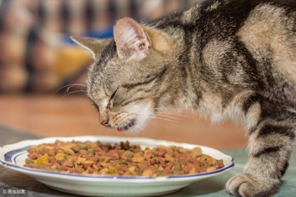 给猫咪喂肉生肉还是熟肉更有利于健康这里为你详细解析一下选择理由