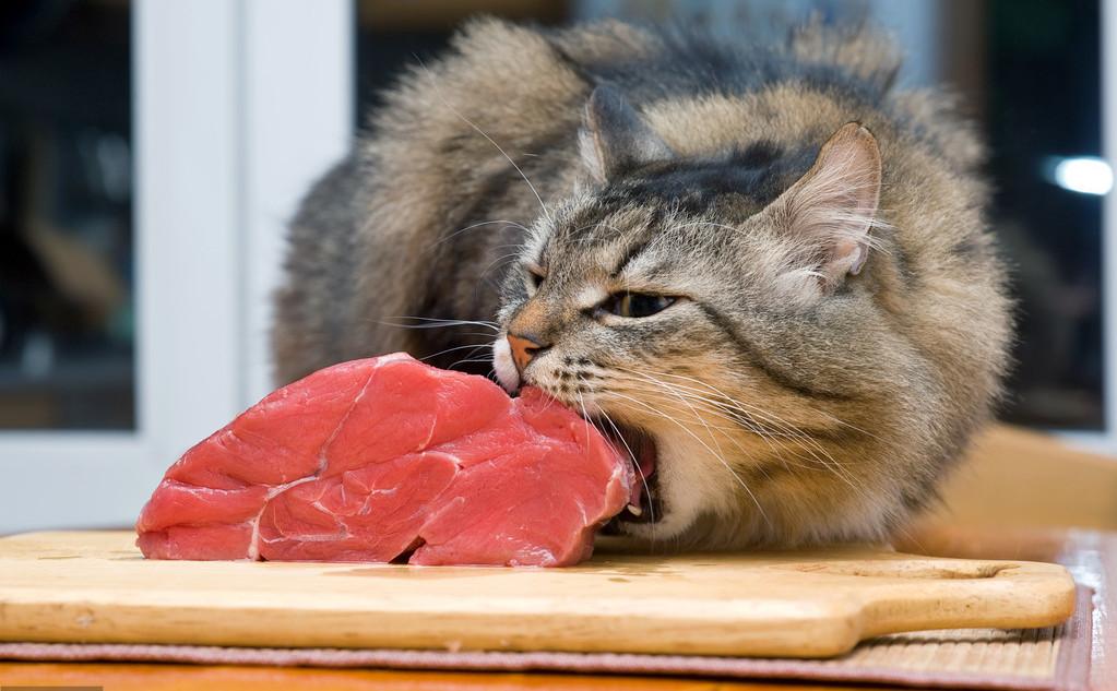 给猫咪喂肉生肉还是熟肉更有利于健康这里为你详细解析一下选择理由