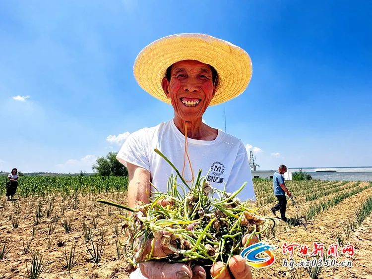 乡村振兴新动力 山西河曲红葱产业助力农民增收致富之路全面升级