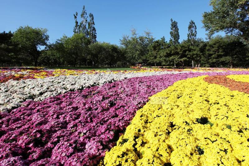 北京莲花池公园菊花盛会花海绽放五彩缤纷令人陶醉的秋季景观