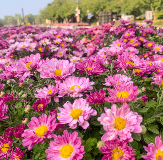 北京莲花池公园菊花盛会花海绽放五彩缤纷令人陶醉的秋季景观