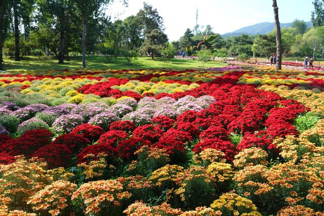 北京莲花池公园菊花盛会花海绽放五彩缤纷令人陶醉的秋季景观