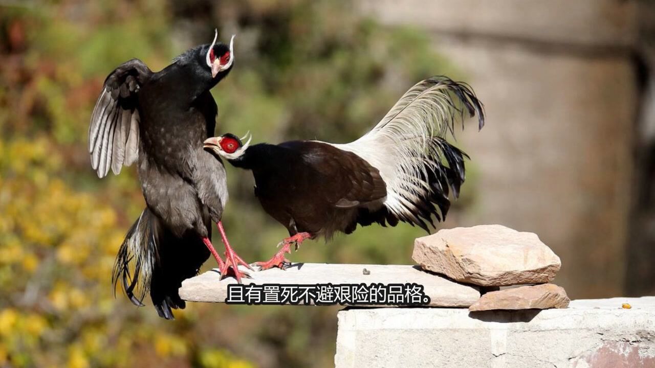 山西临汾褐马鸡悠然自得在林间漫游觅食 享受自然的惬意时光