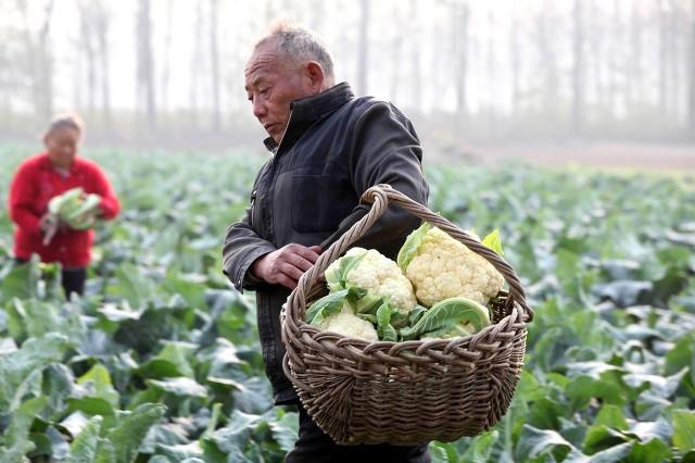 菜价暴涨引发风潮某地竟掀起了偷菜热潮背后的原因是什么？